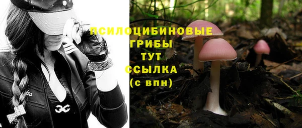 ПСИЛОЦИБИНОВЫЕ ГРИБЫ Осинники